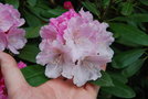 vignette Rhododendron (4)