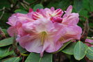 vignette Rhododendron (6)