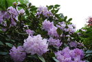 vignette Rhododendron (7)