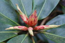 vignette Rhododendron (7)