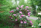 vignette Rhododendron (8)