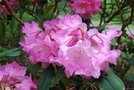 vignette Rhododendron (8)