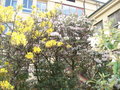 vignette rhododendrons (grande wight en blanc)