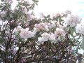 vignette rhododendron Grande Wight