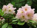vignette rhododendron