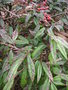vignette Cotoneaster salicifolia - Cotonaster  feuille de saule