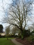 vignette Fagus sylvatica 'Purpurea' - Htre