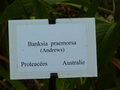 vignette Banksia praemorsa