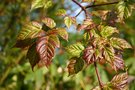vignette Acer pectinatum ssp. forrestii 'Sirene'