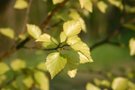vignette Betula pubescens 'Yellow Wings'