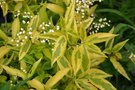 vignette Deutzia gracilis 'Aurea'