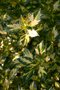 vignette Ilex aquifolium 'Myrtifolia Aurea Maculata'