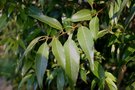 vignette Quercus myrsinifolia