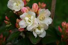vignette Rhododendron 'Mesange Erica'