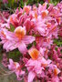 vignette Rhododendron 'Jolie Madame'