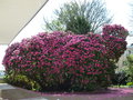 vignette Rhododendron arboreum - Rhododendron en arbre  Keroudot Brest