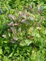 vignette Brassica oleracea var. acephala  - Chou de Daubenton