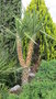 vignette Replantation du yucca aloifolia tombé durant la tempete