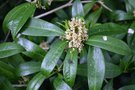 vignette Skimmia japonica ssp. reevesiana