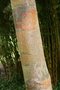 vignette Betula utilis ssp. albosinensis