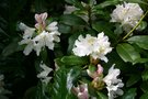 vignette Rhododendron 'Cunningham's White'