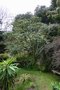 vignette Schefflera rhododendrifolia = S. impressa