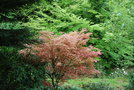 vignette Acer palmatum 'Deshojo' & Fagus sylvatica