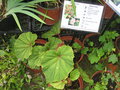 vignette Begonia grandis