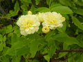vignette Rosa banksiae 'lutea' - Rosier de Banks  fleurs doubles jaunes