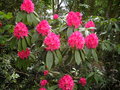 vignette Rhododendron 'Cynthia'
