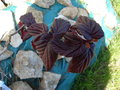 vignette Corylus avellana 'Red Majestic', noisetier tortueux pourpre, printemps