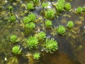 vignette Myriophyllum brasiliensis