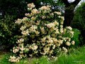 vignette Rhododendron X  'Viscy'