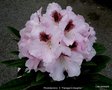 vignette Rhododendron  X ' Flanagan's Daughter ' hybride de yakusimanum