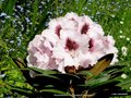 vignette Rhododendron  X ' Flanagan's Daughter ' hybride de yakusimanum