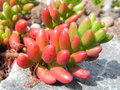 vignette Sedum rubrotinctum