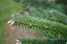 vignette Abies x insignis 'Beissneriana'