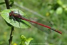 vignette La Petite Nymphe au Corps de Feu ( Pyrrhosoma nymphula ) ♀