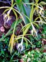 vignette Orchidées - Epidendrum ciliare