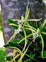 vignette Orchidées - Epidendrum ciliare