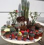 vignette cactus en fleurs et en boutons