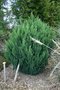 vignette Juniperus chinensis 'Stricta'