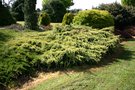 vignette Juniperus squamata 'Holger'
