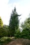 vignette Picea abies 'Morslandia' ?