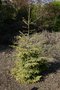 vignette Picea orientalis 'Skyland'