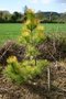 vignette Pinus nigra ssp. laricio 'Goldfingers'