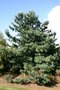 vignette Pinus parviflora 'Blue Giant'