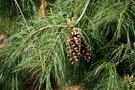 vignette Pinus strobus 'Pendula'