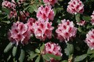 vignette Rhododendron 'Mrs G.W. Leak'