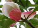 vignette Magnolia x wieseneri  (M. sieboldii x M. obovata)